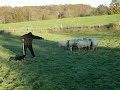 Entraînement à la conduite de troupeau d'ovins avec Australe, la Kelpie.