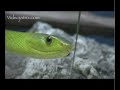 Snake Beauty 07 - Green Mamba 01