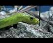 Snake Beauty 07 - Green Mamba 01