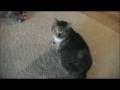 videos de MY CAT PLAYS FETCH