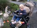 Baby feeds ducks geese