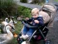 Baby feeds ducks geese