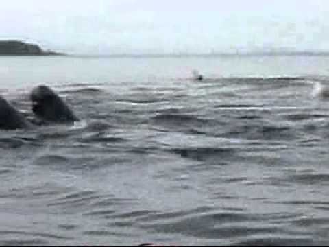 See video