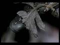 Ovid's Metamorphoses Book III
