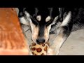 Booda Skins - Leopard Ball