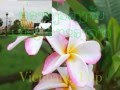 Vientiane Tour1