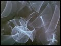 Comingled Containers, Stan Brakhage