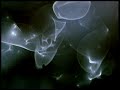 Comingled Containers, Stan Brakhage