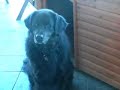 Black Lab X Golden Retreiver Ex-Guide Dog