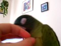 RIP Tara, Blue Crown Conure: Ticklefest