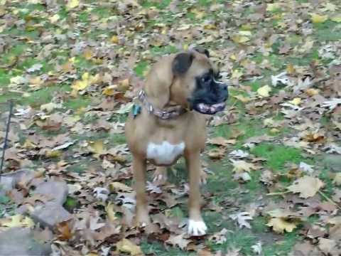 Becky Boxer