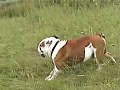 Bulldog Inglés video
