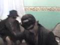 los alacranes asustados (sencillo 3)