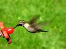 Hummingbird feeding - short (close-up hi res.) Hummingbird feeding - short (close-up hi res.)