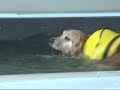 Hydrotherapy with Golden Retrievers Alfie & Darcy