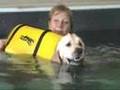 Hydrotherapy with Golden Retrievers Alfie & Darcy