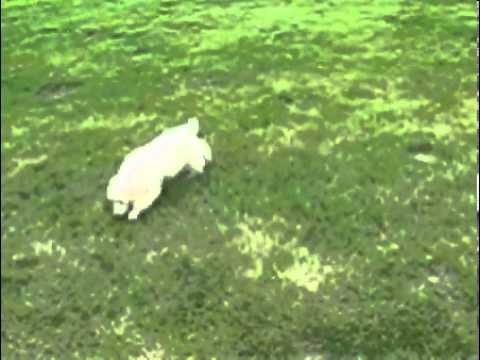 Standard Poodle Ivory Male