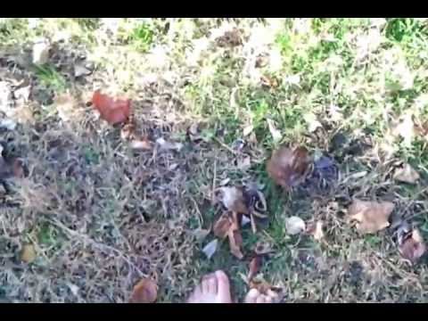 See video