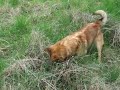 tapko tapino cichajici, hledajici horne zelenice tapko tapino cichajici, hledajici horne zelenice