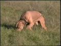 American Pit Bull Springpole, Flirtpole, Weight Pull WILD!
