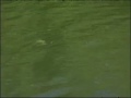 Extreme Smallmouth Bass Extreme Smallmouth Bass