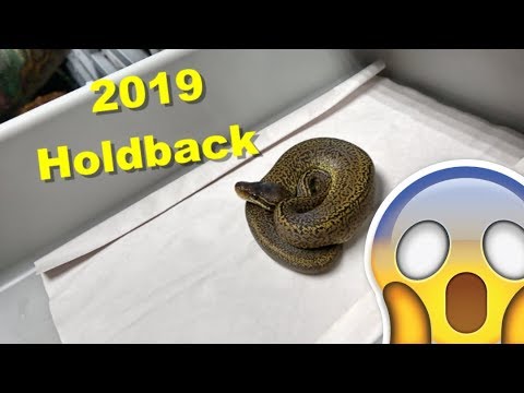 YouTube reptile video