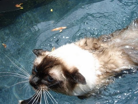 0 Ragdoll Cats Swimming