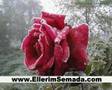 Abdurrahman �n�l �tme B�lb�l Ellerimsemada com