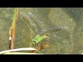 ギンヤンマ (Anax parthenope) 2010 Video 01 ギンヤンマ