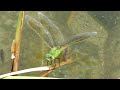 ギンヤンマ (Anax parthenope) 2010 Video 01 ギンヤンマ