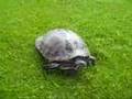 Peninsula Cooter