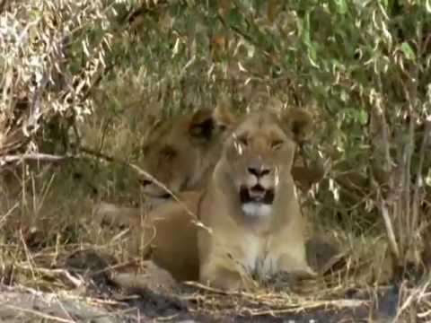 Animal Weapons: Episode 4 - Dash and Clash