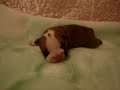 bulldog puppies     fortune city victor hugo