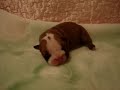 bulldog puppies     fortune city victor hugo