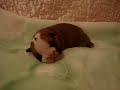 bulldog puppies     fortune city victor hugo
