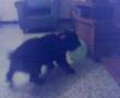 Cheester jugando