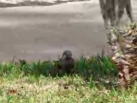 Wild Monk Parakeets