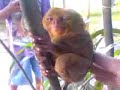 Tarsier at sleep