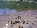 Swallowtail Butterflies at Bluehole,...
