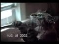 cracked out cats cracked out cats
