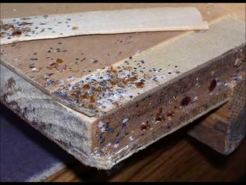 how to remove bed bugs from a bed