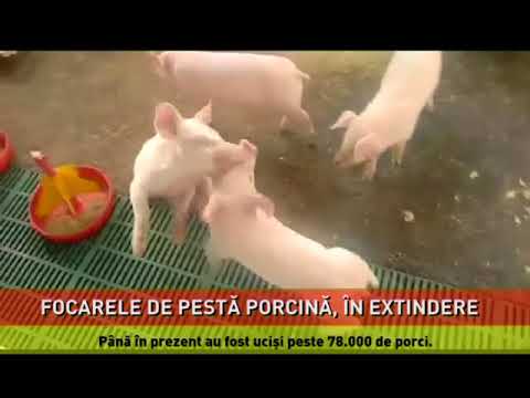 Pesta porcină se extinde