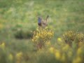 Iberian bluethroat singing on the top of a bush. Ávila, May 2008