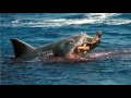 Ferocious WHITE SHARK Fast Killing Machine :: ...