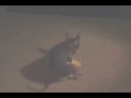 CHIHUAHUA HUMPING...YOU GOTTA SEE THIS!!! CHIHUAHUA HUMPING...YOU GOTTA SEE THIS!!!