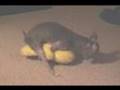 CHIHUAHUA HUMPING...YOU GOTTA SEE THIS!!!