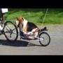 A Basset is an Asset
