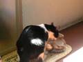 Tada sigue buscando un hogar.Asoc. GATA