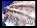 chrono-cross-memories-from-beginning-to-end.html