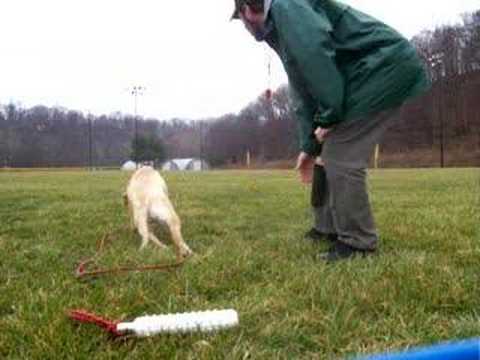 Lab Puppy Learning Field Marks for Hunt Tests